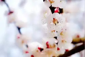 济南市第十七届杏花节3月17日开幕图片