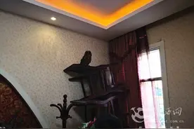 猫头鹰误闯私宅不愿离开 吉首森林公安助其重返大自然图片