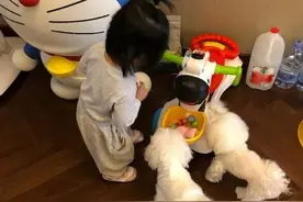 宠女狂魔又上线！陈赫晒女儿与狗狗互动童趣十足图片
