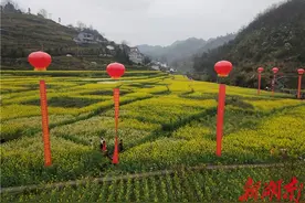 雨润大兴菜花香——吉首首届油菜花节速写图片