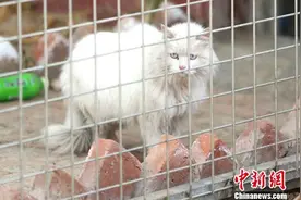 青海唯一流浪动物救助站：呼吁关爱流浪动物 领养代替购买图片