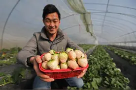 一百元一斤 “天价”“白草莓”亮相慈溪图片
