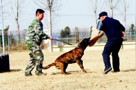 “无言”的战友：与犬共舞演绎别样警察故事图片