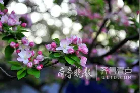 2018济南春季赏花指南!12个高颜值赏花地,现在去正好图片