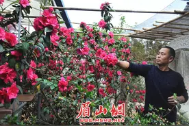 农民陈树清和他的“童话花园”图片