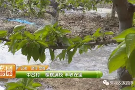 中合村：樱桃满枝丰收在望图片