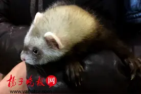 美女带雪貂遛弯，市民好奇拍照图片