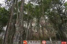北流市六靖镇：闻香赏“特”，风景这边独美图片