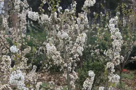 杭州最美樱花季来袭，这张赏樱地图了解一下图片
