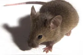 辟谣｜美女喝鼠尿啤酒后丧命，罐装饮料不能对瓶喝，真的吗？图片