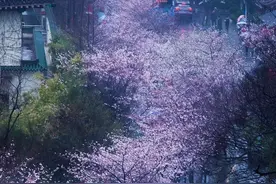 鸡鸣寺路的樱花开了！图片