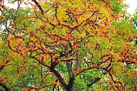 来广州后花园从化，淘山坑螺烧柴火鸡，享五星级农家乐图片