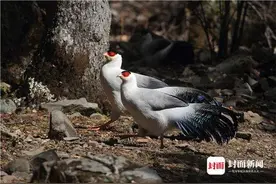 四川发现｜卧龙十三雉图片