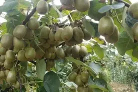 春季猕猴桃巧嫁接图片