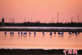 天鹅北归呼伦贝尔 游客惊呼“雪未消融 天鹅已归”奇景图片