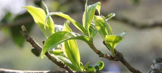 茶叶中的氨基酸有什么功效？