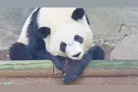 大熊猫正在思考猫生，看那忧郁的眼神，后来它好像想到了什么视频封面