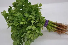 睡前一把香菜，轻松甩掉大肚腩，穿衣不再难看，不用再傻傻节食了视频封面