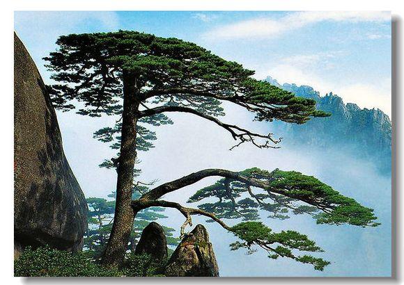 以黄山奇松为背景的屏风数不胜数,奇松是黄山的代表和象征,更是黄山人