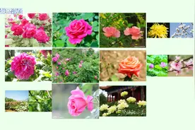美丽河北——河北省各城市市花欣赏