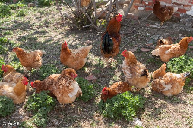 土鸡自配料的原料如何添加最合理？
