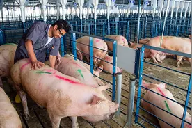 为什么大型养殖场，都不用水泥地面养猪？看完恍然大悟！