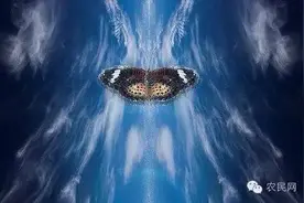 终于找全了：蝴蝶效应、青蛙现象、鳄鱼法则、鲇鱼效应、羊群效应、刺猬法则、手表定律、破窗理论、二八定律、木桶理论，值得收藏.图片