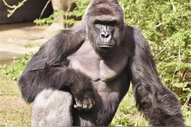 美国动物园射杀大猩猩救男童引争议图片