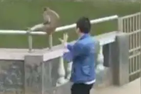 作死！男子手贱推猴子下水 遭“大师兄”同伴围攻险毁容