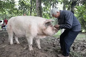 感人！分离十年汶川地震猪坚强与主人重逢：只要你过好我们就开心视频封面