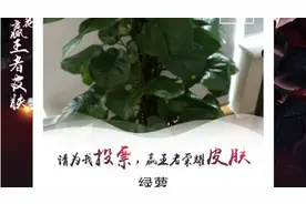 微信这个功能太方便了！只要一扫，就可以识别出花草的名字！视频封面