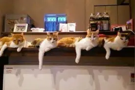 猫咪闺蜜情深，玩个自拍都得统一pose!