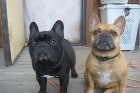 滑稽可爱的法国牛头犬集锦