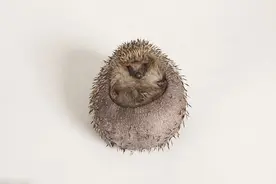 英国一刺猬吃成胖墩 被强制节食减肥图片