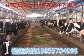 如何提高荷斯坦奶牛的产奶量 奶牛多少钱一头图片