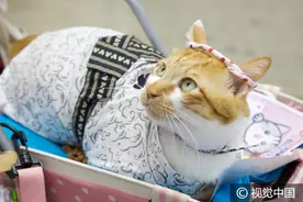 日本举办国际宠物用品展览会 帅狗美猫“盛装”亮相图片