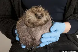 英国一刺猬吃成胖墩被强制节食减肥，你胖成这样家里人知道吗？图片