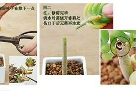 多肉植物徒长怎么办？图片
