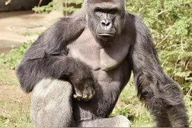 动物园为救孩子射杀大猩猩，美国网友为“谁该死”吵翻天图片