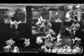 2016年渔业周·渔博会今日开幕，将维期3天图片