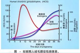 怀孕早知道丨验孕棒、测血液HCG图片