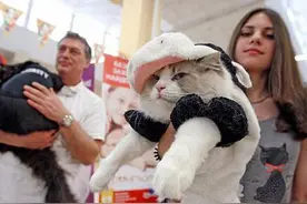 乌克兰举行猫咪秀 贵族范傲视群雄图片