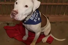 Mickey，一只被法官判了终身监禁的狗的故事...图片