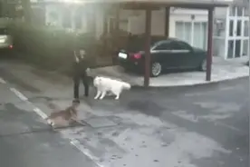 因遛狗殴打老人 遛狗如何防止狗打架？图片