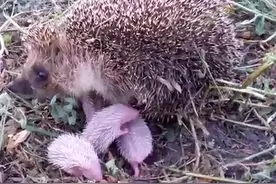 母爱!刺猬妈妈保护幼崽躲避摄影师图片
