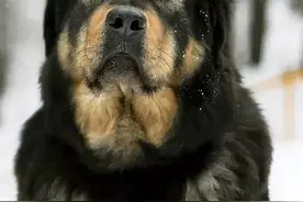 藏獒犬在今日西方世界中的地位图片