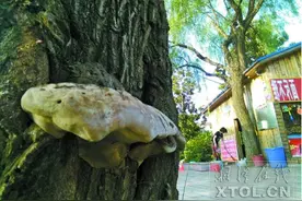 湘潭白石公园一柳树上长“灵芝”图片