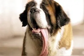 这只博美被剃光毛后竟然站着走路，感觉整条狗都不好了！图片