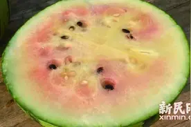 农科院“老法师”：西瓜熟不熟 不看瓤色看瓜籽图片