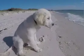 白色金毛狗狗在沙滩上刨坑，结果被淹，急的直叫主人视频封面